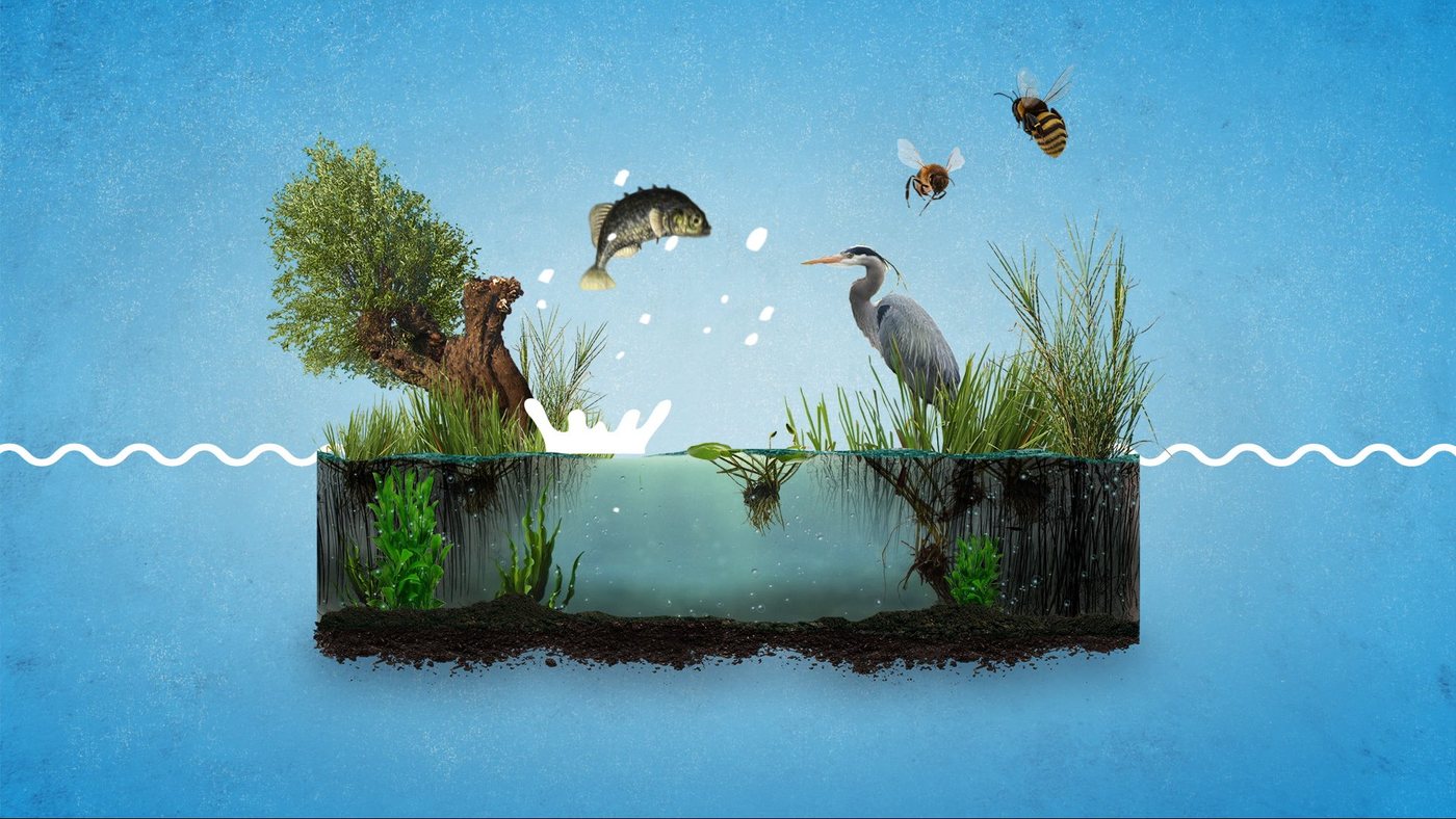 A hand-built pond cross-section with a heron, fish and bees